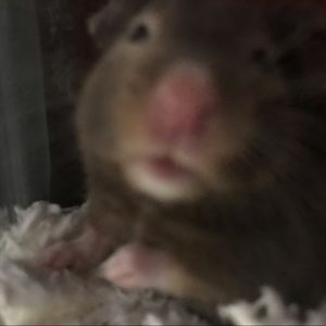 Meet your Posher, Kendallen